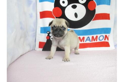 成約済の熊本県のパグ-66500の1枚目