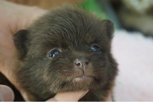 成約済の京都府のポメラニアン-66508