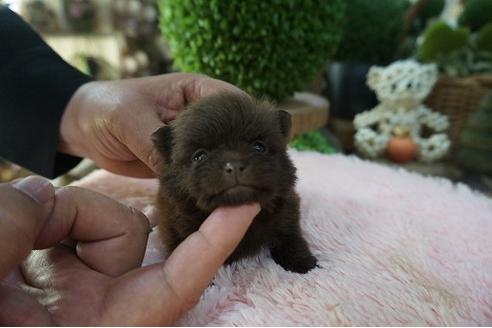 成約済の京都府のポメラニアン-66508の3枚目