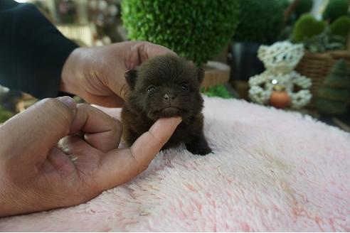 成約済の京都府のポメラニアン-66508の2枚目