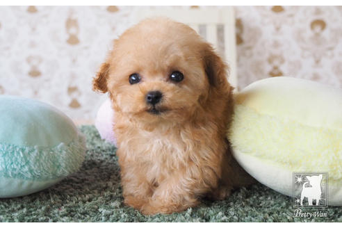 成約済の愛知県のティーカッププードル-66526の8枚目