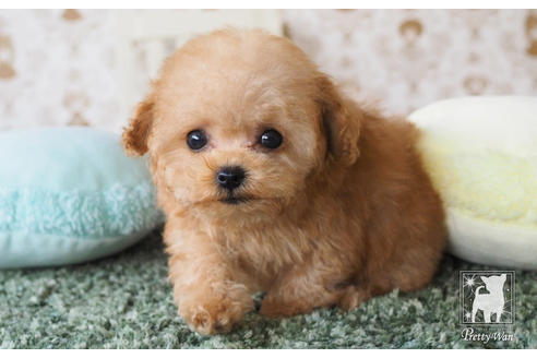 成約済の愛知県のティーカッププードル-66526の1枚目