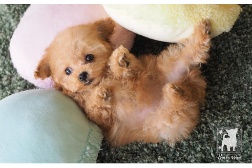 成約済の愛知県のティーカッププードル-66526の6枚目