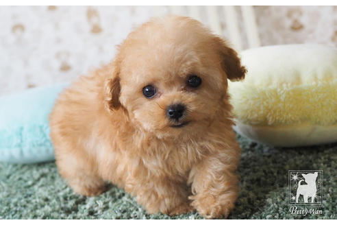 成約済の愛知県のティーカッププードル-66526の5枚目