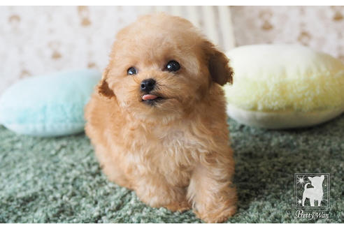 成約済の愛知県のティーカッププードル-66526の4枚目