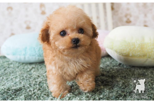 成約済の愛知県のティーカッププードル-66526の3枚目