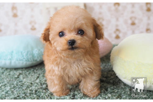 成約済の愛知県のティーカッププードル-66526の2枚目