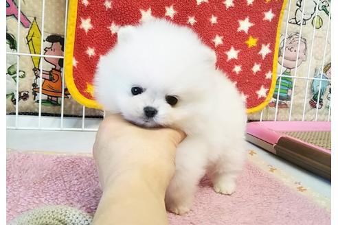 成約済の秋田県のポメラニアン-66538の2枚目