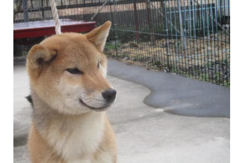 成約済の岡山県の柴犬-66539の2枚目