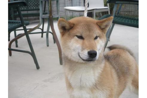 成約済の岡山県の柴犬-66539の1枚目