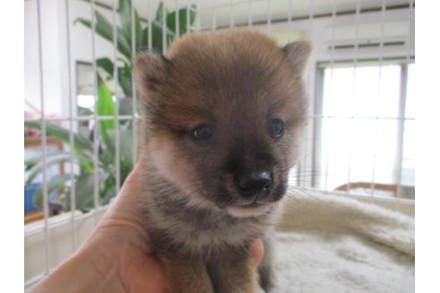 成約済の岡山県の豆柴-66540の4枚目