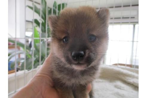 成約済の岡山県の豆柴-66540の3枚目