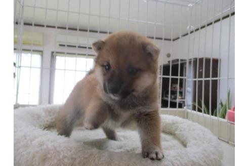 成約済の岡山県の豆柴-66541の2枚目