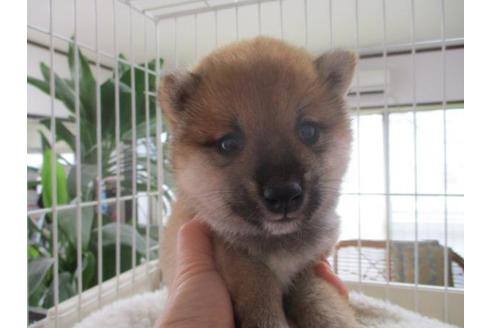 成約済の岡山県の豆柴-66541の1枚目