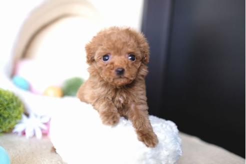 成約済の滋賀県のトイプードル-65599