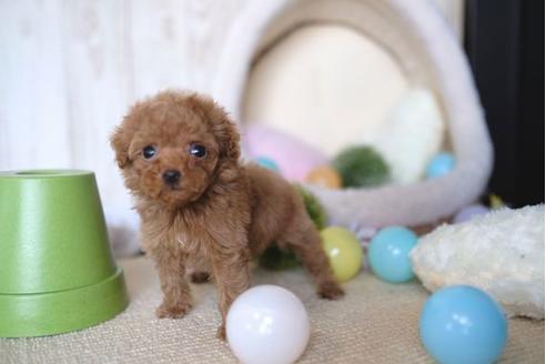 成約済の滋賀県のトイプードル-65599の5枚目