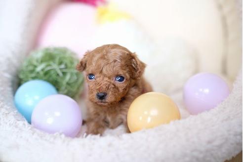 成約済の滋賀県のトイプードル-65599の3枚目