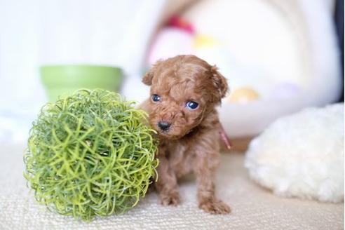 成約済の滋賀県のトイプードル-65599の2枚目