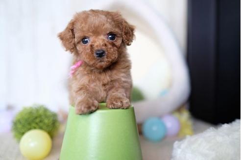 成約済の滋賀県のトイプードル-65600の1枚目