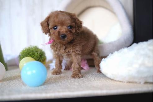 成約済の滋賀県のトイプードル-65600の5枚目