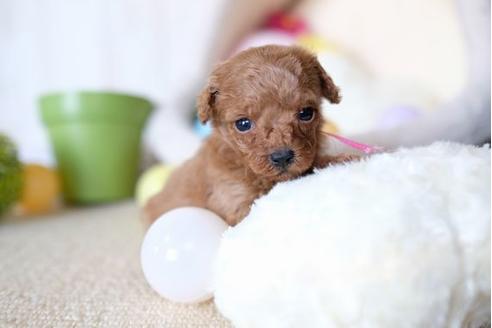 成約済の滋賀県のトイプードル-65600の3枚目