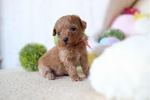 成約済の滋賀県のトイプードル-65600の2枚目