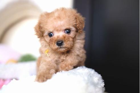 成約済の滋賀県のトイプードル-65601の1枚目