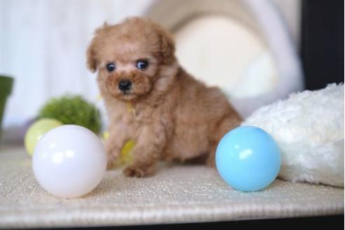 成約済の滋賀県のトイプードル-65601の5枚目