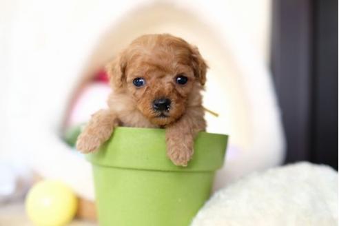 成約済の滋賀県のトイプードル-65601の3枚目