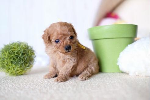 成約済の滋賀県のトイプードル-65601の2枚目