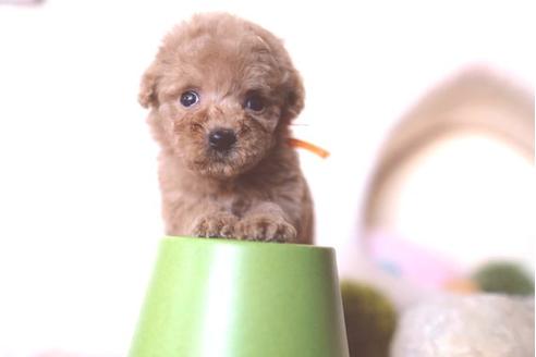 成約済の滋賀県のトイプードル-65602の1枚目