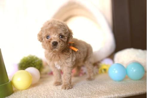 成約済の滋賀県のトイプードル-65602の5枚目