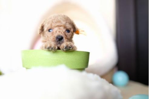 成約済の滋賀県のトイプードル-65602の3枚目