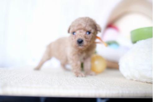 成約済の滋賀県のトイプードル-65602の2枚目