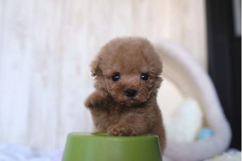 成約済の滋賀県のトイプードル-65604の1枚目