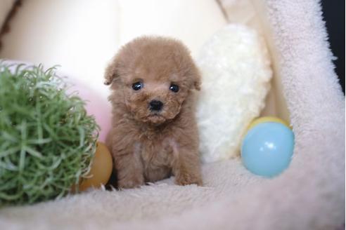 成約済の滋賀県のトイプードル-65604の5枚目