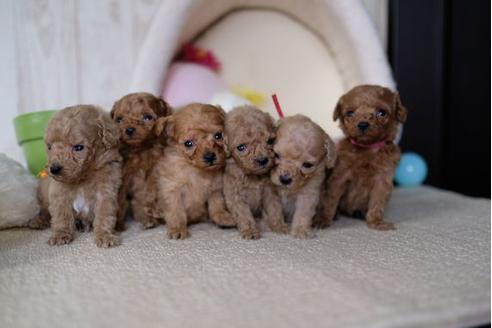 成約済の滋賀県のトイプードル-65604の4枚目