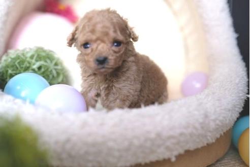 成約済の滋賀県のトイプードル-65604の3枚目