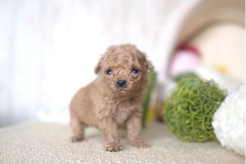 成約済の滋賀県のトイプードル-65604の2枚目