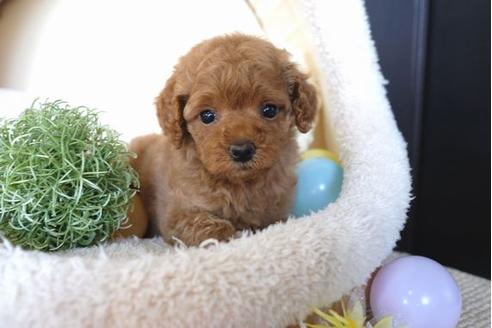 成約済の滋賀県のトイプードル-65615の1枚目