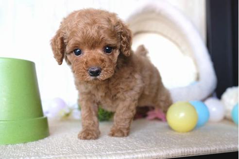 成約済の滋賀県のトイプードル-65615の5枚目