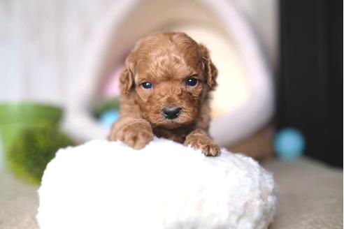 成約済の滋賀県のトイプードル-65615の3枚目