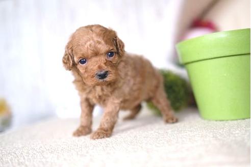 成約済の滋賀県のトイプードル-65615の2枚目