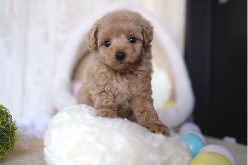 成約済の滋賀県のトイプードル-65617の1枚目