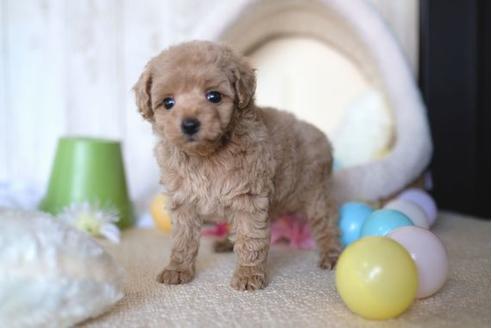 成約済の滋賀県のトイプードル-65617の5枚目