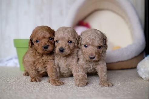 成約済の滋賀県のトイプードル-65617の4枚目