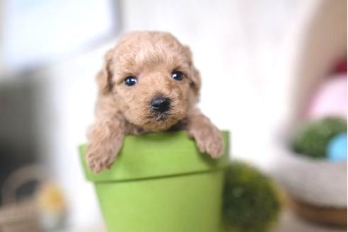 成約済の滋賀県のトイプードル-65617の3枚目