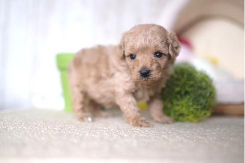 成約済の滋賀県のトイプードル-65617の2枚目