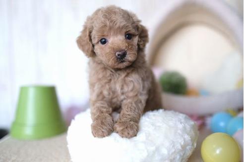 成約済の滋賀県のトイプードル-65618の1枚目