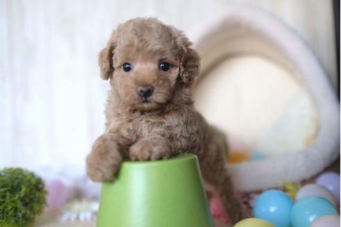 成約済の滋賀県のトイプードル-65618の5枚目